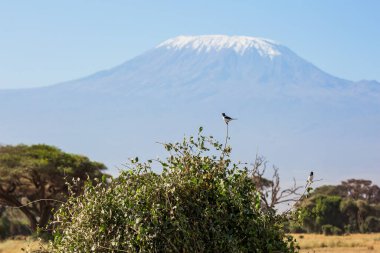 Kingfisher çalıların üzerinde oturuyor. Afrika 'ya egzotik bir yolculuk. Güneydoğu Kenya, eşsiz Amboseli parkı. Muhteşem eşsiz zirve, kar şapkalı Kilimanjaro Dağı 'dır.