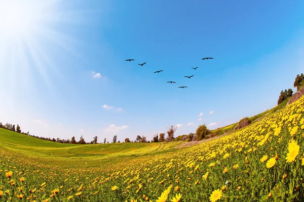 Magnifique Printemps Fleuri Des Champs Fleurs Sous Soleil Sud Israël — Photo