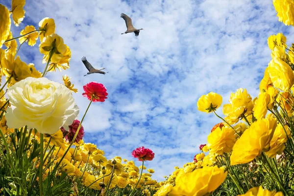 Troupeau Oiseaux Migrateurs Vole Dans Ciel Bleu Des Buttercups Jardin — Photo