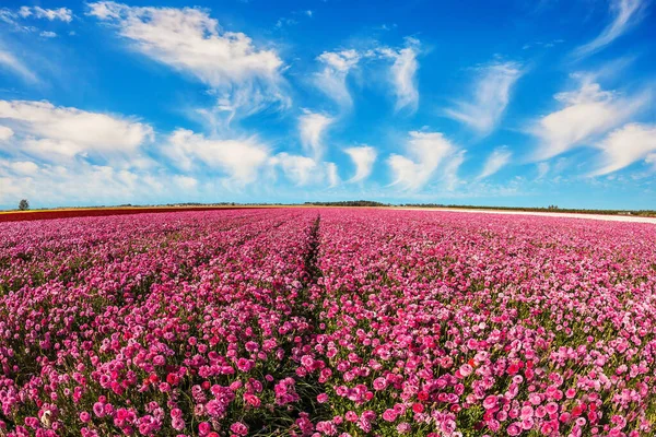 Marionetas Rojas Campo Kibutz Maravilloso Viaje Para Belleza Primavera Israel — Foto de Stock