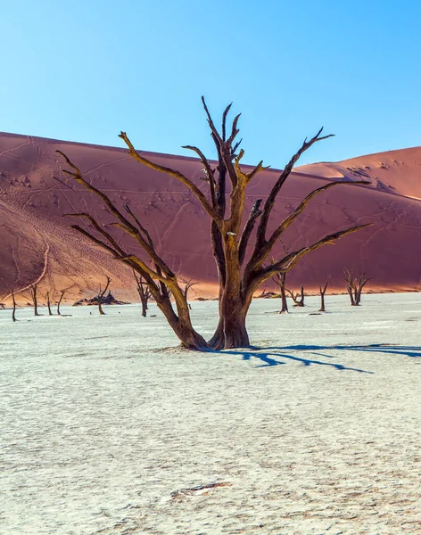 Namib Naukluft Çölü Nde Clay Platosu Ölü Ağaçlı Ölü Göl — Stok fotoğraf