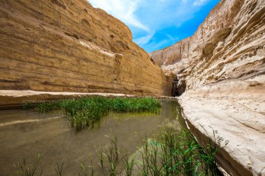 Ein Avdat kanyonu Qing Nehri tarafından kurulmuştur. İsrail. Sazlıklarıyla yeşilimsi ayna gölü. Negev Çölü 'nün ortasında resim gibi bir şelale. Aktif ve fotoğraf turizmi kavramı