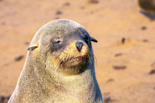 アフリカ ナミビア ナミビアの自然保護区 ケープクロスは大西洋岸の海洋動物の巨大な新人です 太陽の下で魅力的な毛皮のシールバック 生態系 動物園 アクティブと写真観光の概念 — ストック写真