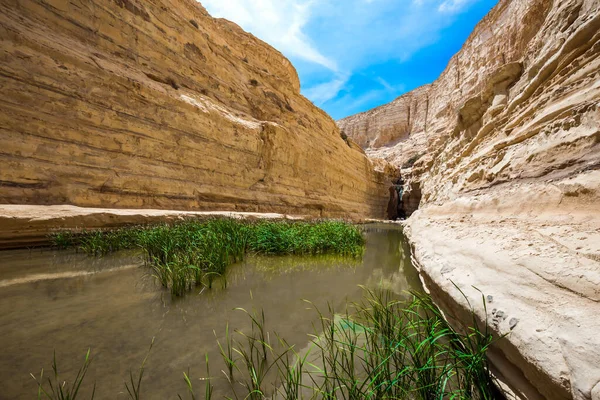 Ein Avdat Kanyonu Qing Nehri Tarafından Kurulmuştur Srail Sazlıklarıyla Yeşilimsi — Stok fotoğraf