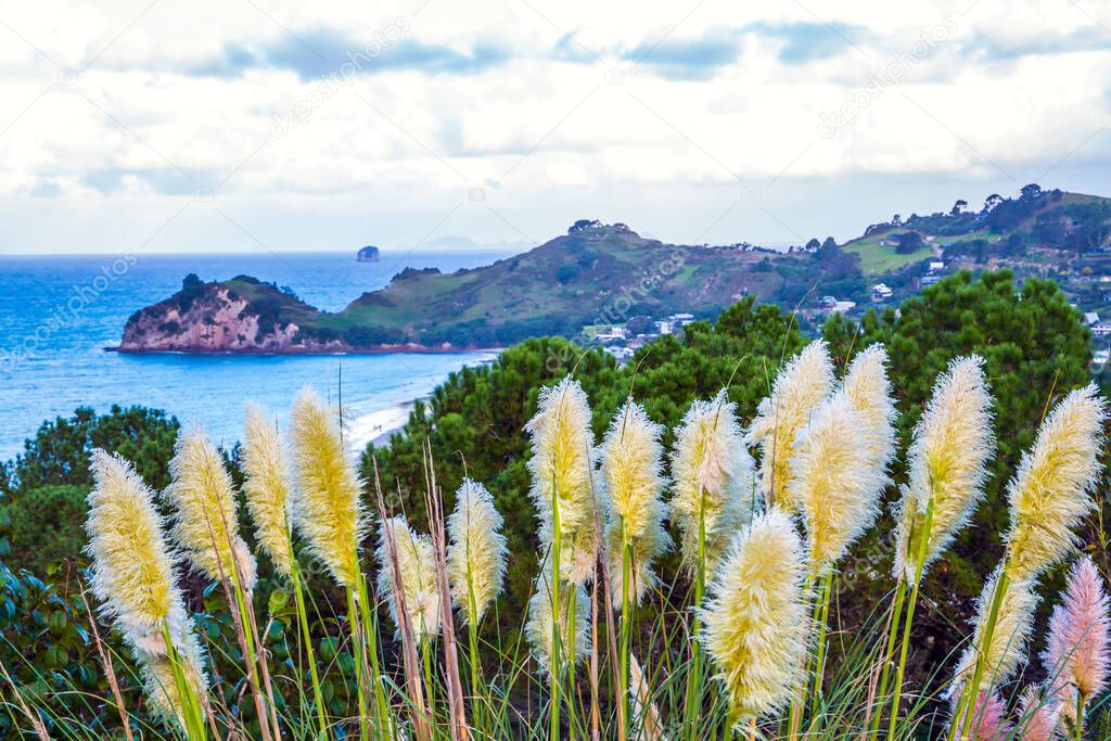 Picturesque flowering reeds grow along the sides of the path. New Zealand. Coromandel Peninsula on the North Island. The road to Cathedral Cove. The concept of active, exotic, ecological and photo tourism
