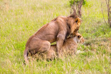 Aslan ve dişi aslan uzun çimenlerde çiftleşirler. Jeep - Afrika savanasında ilkbaharda safari. Kenya, Masai Mara Parkı. Egzotik, aşırı turizm ve fotoğraf turizmi kavramı