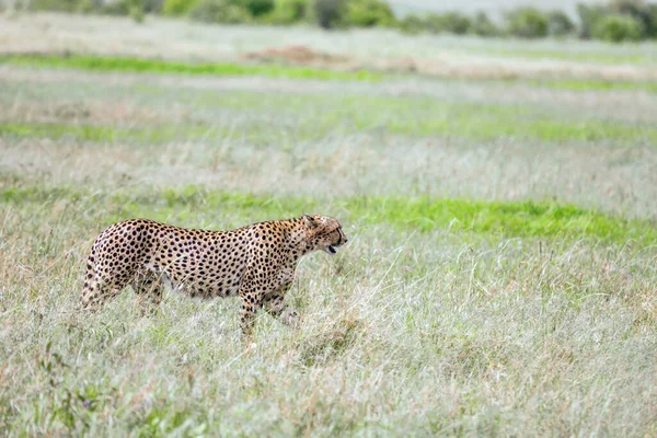 Rodina Gepardů Prochází Vysoké Trávě Savannah Predátorští Savci Parku Masai — Stock fotografie