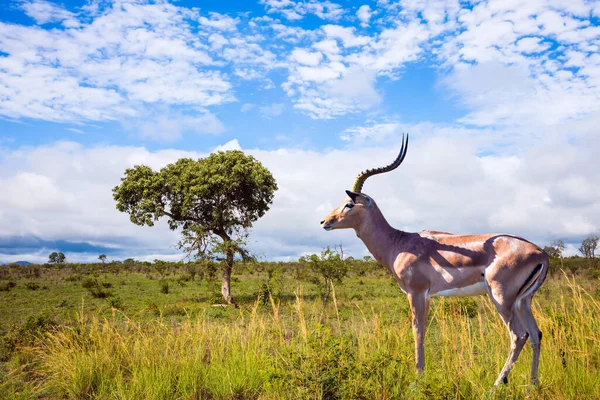 Jižní Afrika Kruger Park Impala Středně Velké Africké Antilopy Pasou — Stock fotografie