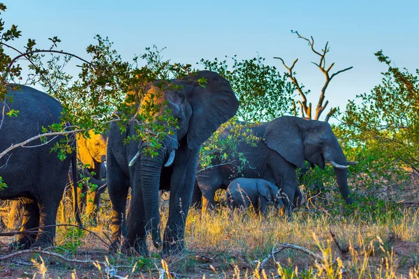 Troupeau Éléphants Savane Afrique Les Fourrés Acacia Désert Parc Kruger — Photo