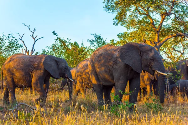 The herd of African savannah elephants. Gold sunset in the Kruger Park. South Africa. Animals live and move freely in the savannah. The concept of exotic and photo tourism