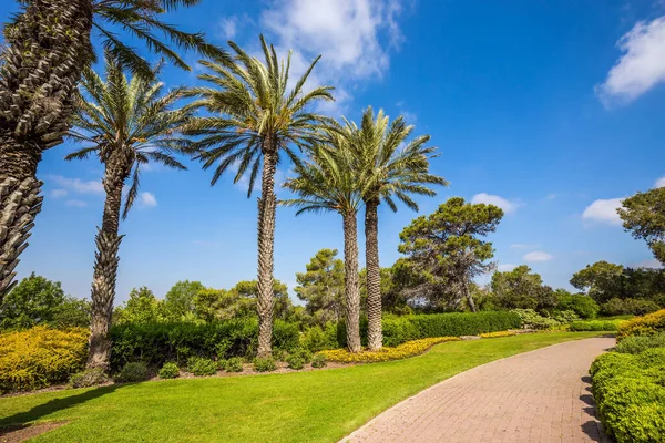 Warmer Sonniger Tag Stein Gepflasterter Malerischer Fußweg Israel Toller Spaziergang — Stockfoto