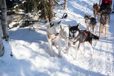 Köpek kızağı turistlerle dolu bir kızak taşıyor. Güneş ufukta batıyor. Noel Baba 'ya git. Laponya 'da kısa bir kış günü. Kuzey Kutbu 'na egzotik yolculuk