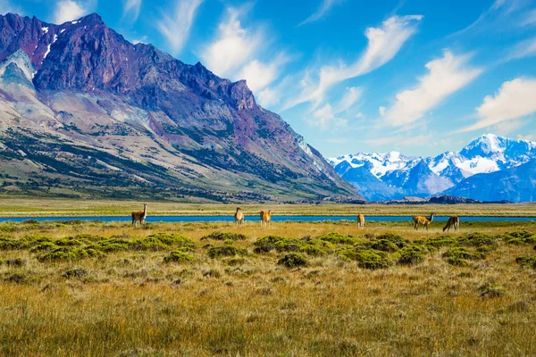 Argentina Patagônia Pequena Manada Guanaco Guanaco Mamífero Família Dos Camelídeos — Fotografia de Stock