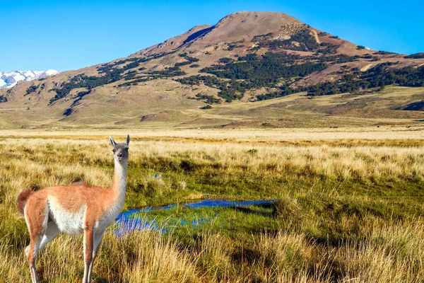 Guanaco is a cloven-hoofed mammal from the family of camelids, a genus of llamas. Argentina, Patagonia. Pampas of South America