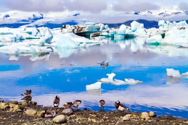 Arktiska Fåglar Går Till Havs Lagunen Jokulsaurloun Island Bizarra Isberg — Stockfoto