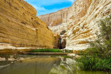 Ein Avdat kanyonu Qing Nehri tarafından kurulmuştur. Negev Çölü 'nün ortasında resim gibi bir şelale. Yeşilimsi ayna gölünde sazlıklar büyür. İsrail. Aktif ve fotoğraf turizmi kavramı