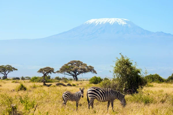Eine Familie Gestreifter Zebras Grast Der Savanne Südostkenia Der Amboseli — Stockfoto