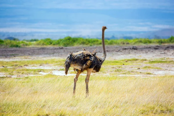 Avestruz Africano Roza Sabana Viajar África Viaje Cuerno África Kenia — Foto de Stock