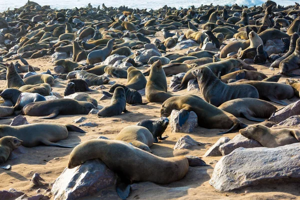 Colônia Focas Pele Cape Cross Maior Rookery Sul Africana Peles — Fotografia de Stock