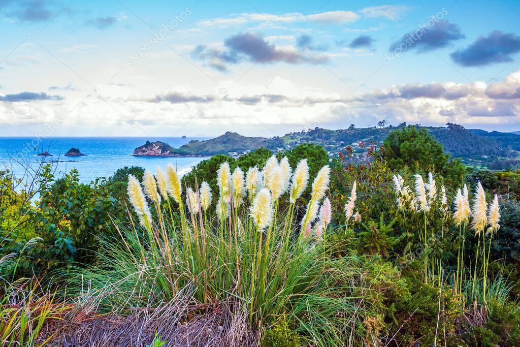 Flowering reeds grow along the sides of the path. New Zealand. Coromandel Peninsula on the North Island. The road to Cathedral Cove. The concept of active, exotic, ecological and photo tourism