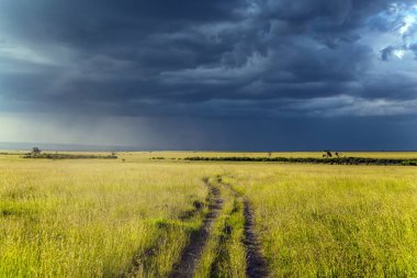  Afrika Boynuzu 'nun uçsuz bucaksız genişliği. Çimenli bir bozkır üzerinde fırtına bulutları. Kenya 'daki ünlü Masai Mara Rezervi. Ekolojik, egzotik, aşırı ve fotoğraf turizmi kavramı