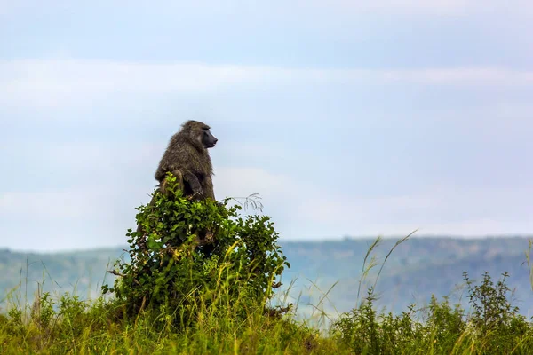 Бабуин Желтый Бабуин Травянистой Саванне Кения Сафари Тур Масаи Мара — стоковое фото