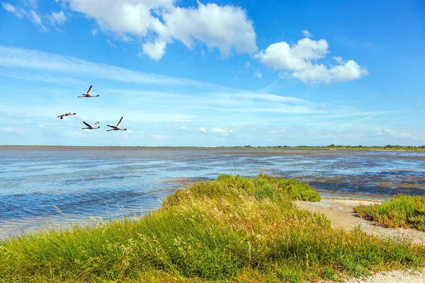 Blomma Rosa Flamingos Flyger Över Surfingen Det Enorma Naturreservatet Camargue — Stockfoto