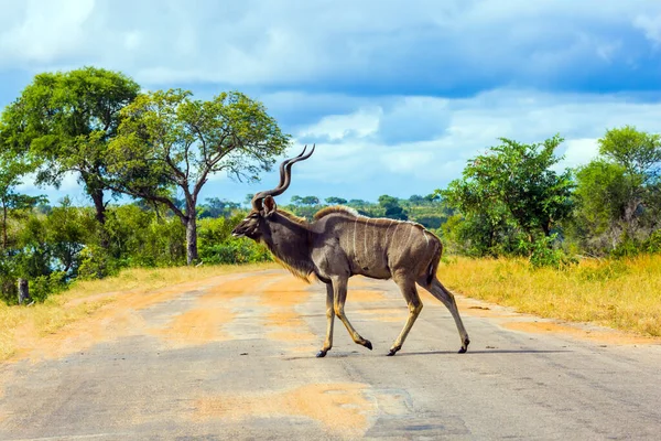 Antílope Kudu Grandes Ungulados Pastam Nos Arbustos Kudu Belo Herbívoro — Fotografia de Stock