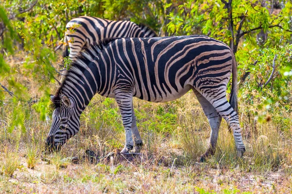 Célèbre Parc Kruger Burchella Zebra Broutent Dans Les Buissons Vert — Photo