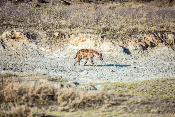 Hienas Manchadas Savana Africana Nas Margens Lago Nakuru Animal Predatório — Fotografia de Stock