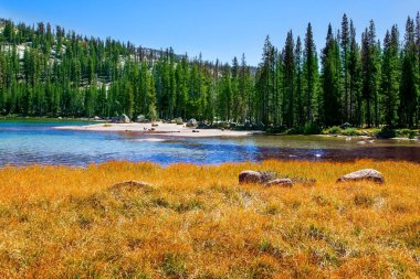 Tioga Yolu, Yosemite Parkı. Tenaya Gölü 'nün suyunda güneş parlıyor. Sarı sonbahar otları. Dağların eteklerindeki yoğun yeşil orman gölün etrafını sarar. 
