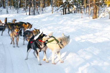 Köpek kızağı dinleniyor. Kızak koşusu derin karda yuvarlandı. Güneş ufukta batıyor. Noel Baba 'ya git. Laponya 'da kısa bir kış günü. Kuzey Kutbu 'na egzotik yolculuk