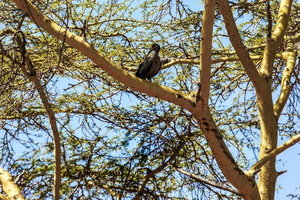 Reis Naar Afrika Prachtige Afrikaanse Haddah Ibis Grazen Tussen Woestijn — Stockfoto