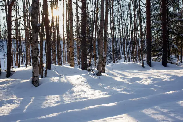 Nieve Tiene Claras Sombras Los Árboles Magnífico Bosque Coníferas Ártico —  Fotos de Stock