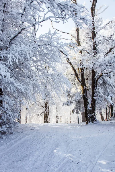 森の中で新年の朝 山の中で明るい冷たい太陽 スプルースとアスペンの木の間にスキーで転がる雪の道 雪の森の中の晴れた冬の朝 — ストック写真