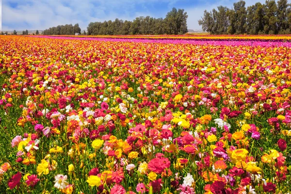 Pole Luksusowych Wiosennych Jaskrów Izrael Piękny Słoneczny Wiosenny Dzień Południowa — Zdjęcie stockowe