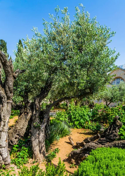 Der Antike Garten Von Gethsemane Heiligen Jerusalem Gethsemane Wachsen Sehr — Stockfoto