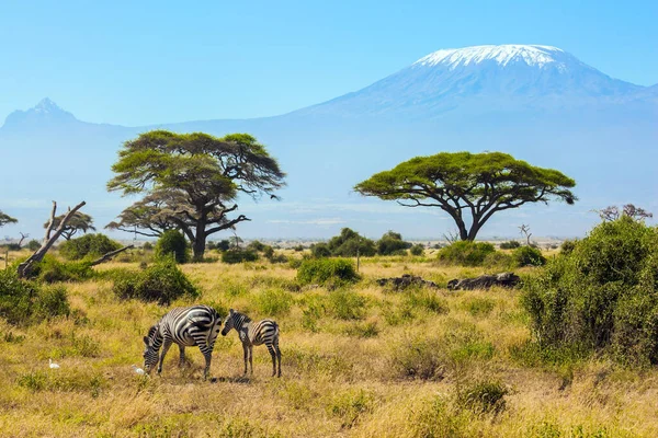 Stado Zebr Pasie Się Sawannie Szczytem Jest Kilimandżaro Pokrywą Śnieżną — Zdjęcie stockowe