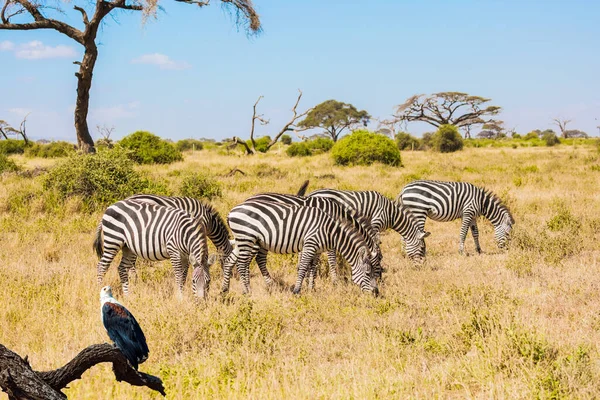Trip to the Horn of Africa. Picturesque family of zebras grazes peacefully in the African savannah.  Fish-Eagle sitting on the tree.  Southeast Kenya, the Amboseli park