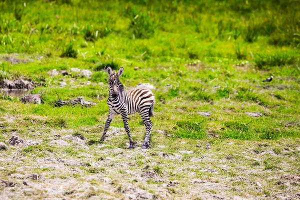 Младенец Зебра Африканской Саванне Подножия Килиманджаро Юго Восточная Кения Парк — стоковое фото