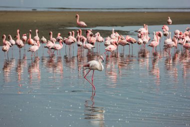Flock of magnificent birds feed themselves in coastal silt. White and pink flamingos are picturesquely reflected in smooth water. Namibia. Sunrise. Ecological, active and photo tourism concept clipart