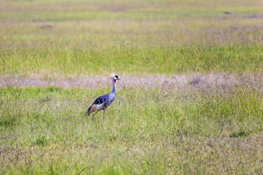 Sevimli kuş çimenli bozkırda Crane 'i taçlandırdı. Kenya. Safari - Masai Mara turu. Doğal ortamdaki vahşi hayvanlar. Aktif, ekolojik, egzotik, aşırı ve fotoğraf turizmi kavramı  