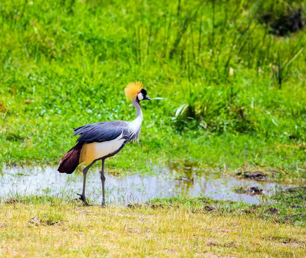 Koronowany Żuraw Szukający Jedzenia Południowo Wschodnia Kenia Unikalny Park Amboseli — Zdjęcie stockowe