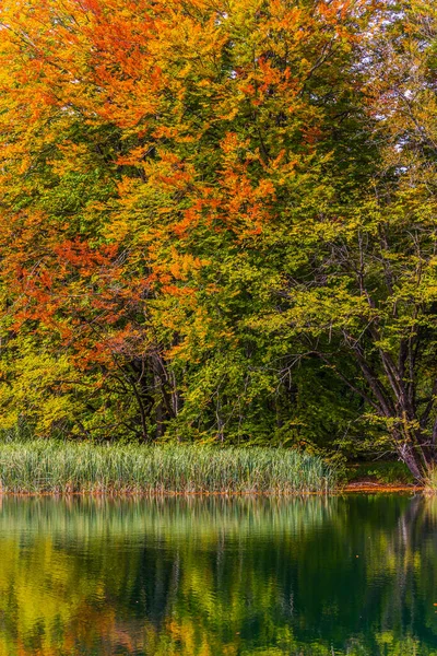 Höstträdens Röda Apelsinblad Reflekteras Sjöns Gröna Kalla Vatten Plitvicesjöarna Kroatien — Stockfoto