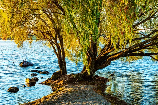 Magnifikt Spretigt Träd Vid Sjön Taupo Lugn Kväll Sjön Magnifik — Stockfoto