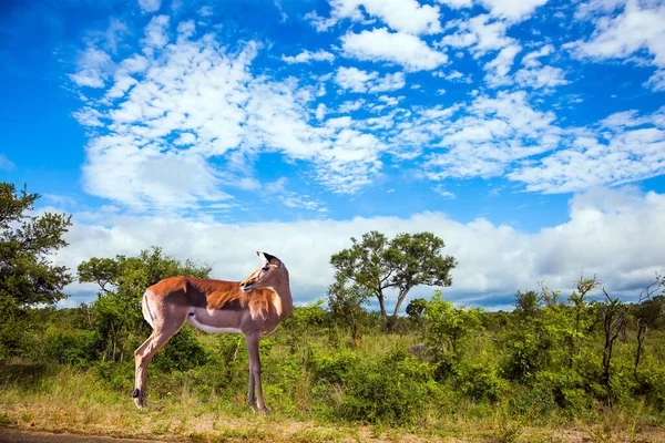 クルーガー パーク アカシアや緑の草の間で愛らしいインパラ女性草ブッシュ 動物はアフリカのサバンナに住み 自由に移動する 南アフリカだ アクティブと写真観光の概念 — ストック写真