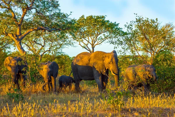 Atardecer Oro Parque Kruger Manada Elefantes Africanos Sabana Los Animales — Foto de Stock