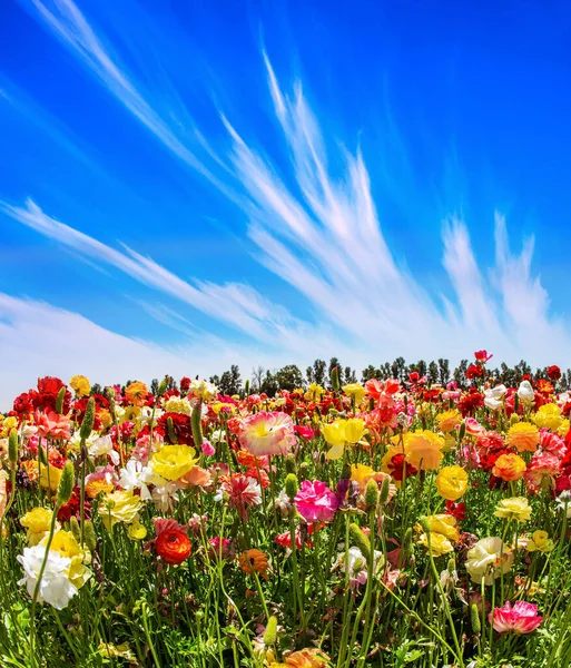 Cirrus clouds in the blue sky. Spring in Israel. Bright beautiful multi-colored garden buttercups grow in a kibbutz field. Wonderful trip for spring beauty.
