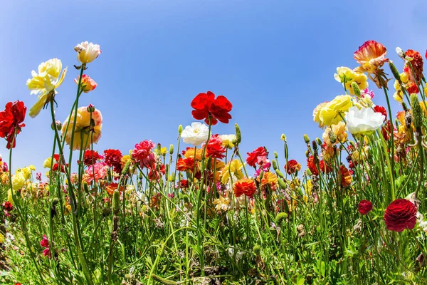 Piękne Wielobarwne Jaskry Rosną Polu Kibucu Wiosna Izraelu Błękitne Niebo — Zdjęcie stockowe