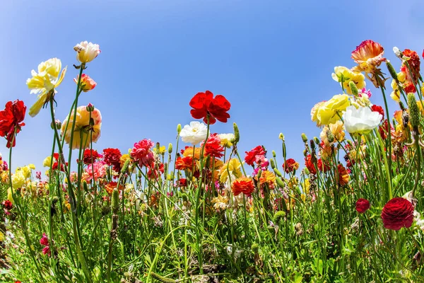 Beaux Buttercups Multicolores Poussent Dans Champ Kibboutz Printemps Israël Ciel — Photo